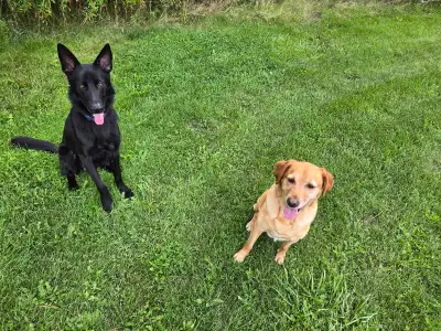 Dog training Dog walking advanced behavioral issues, View more