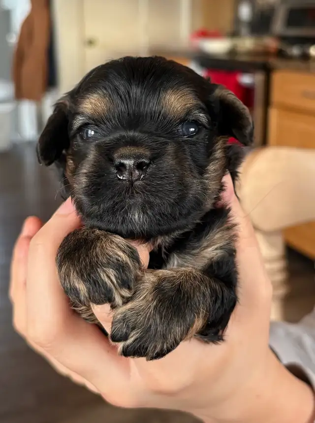 American cocker spaniel x mini poodle in Dogs & Puppies for Rehoming in Calgary - Image 3