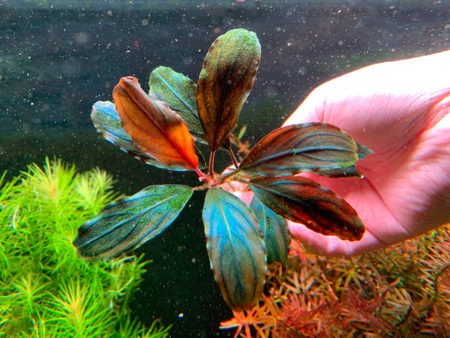 Bucephalandra Brownie Ghost Plant Live Aquarium Plants Easy in Fish for Rehoming in City of Toronto