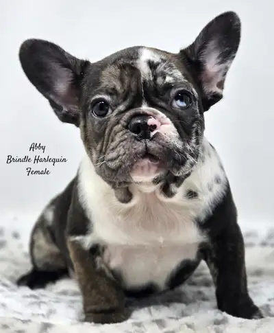 French Bulldog Puppies, View more