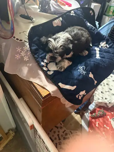 puppies shorkies, View more