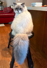 Purebred male ragdoll