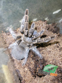 Mygale \ tarantula