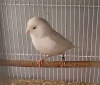 A nice female canary for sale 
