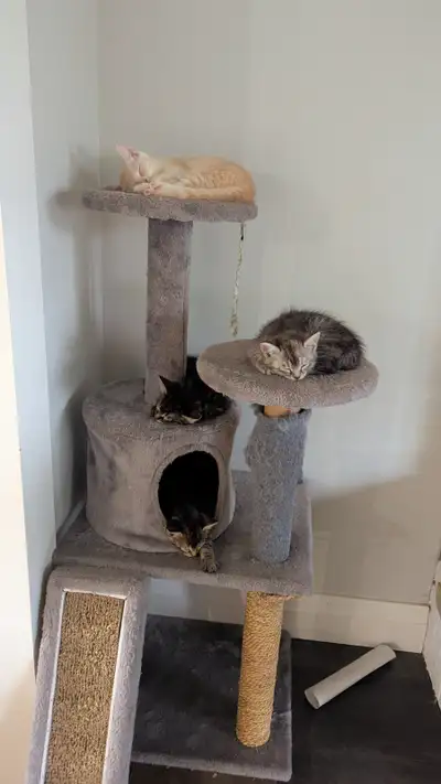 Kittens looking for forever homes, View more