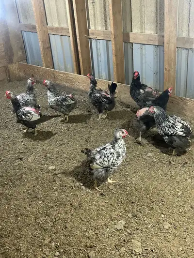 15 hens and 1 big rooster, View more