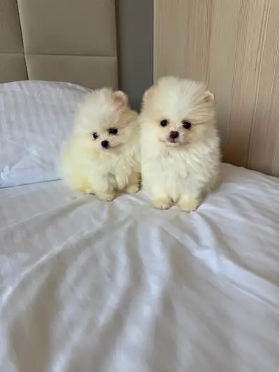 Pomeranian puppies ( cream, sable, black ), View more