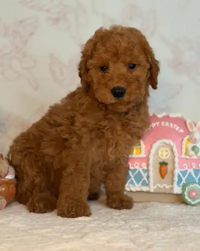 F1b Mini Goldendoodle Puppies, View more