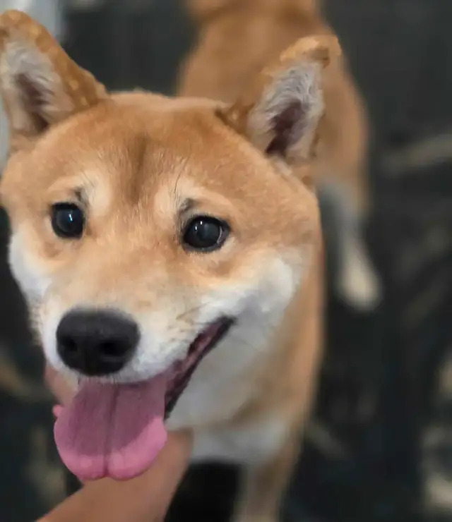 Shiba Inu☆Pure Race☆Faite Une Offre in Dogs & Puppies for Rehoming in Laurentides - Image 3