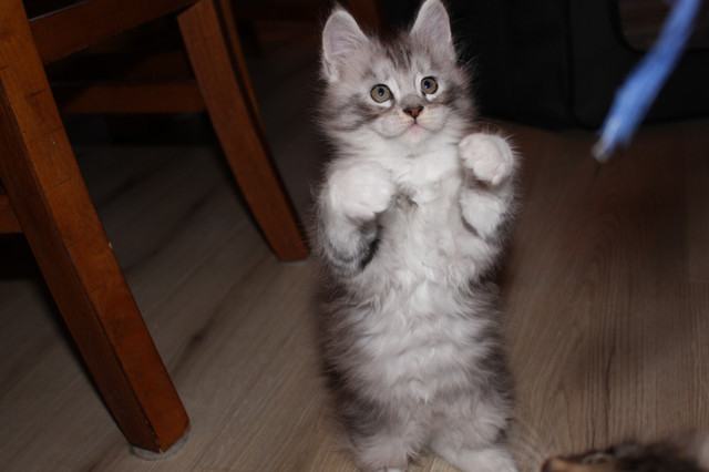 Purebred Maine Coon Kittens for Sale in Cats & Kittens for Rehoming in Belleville