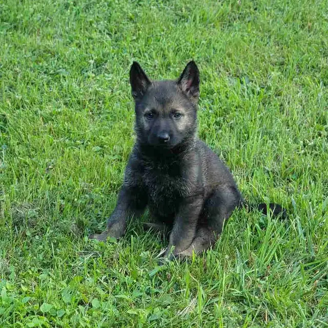 German Shepherd Puppies in Dogs & Puppies for Rehoming in Stratford - Image 6