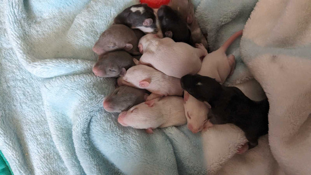 Rat pups in Small Animals for Rehoming in Moncton - Image 3