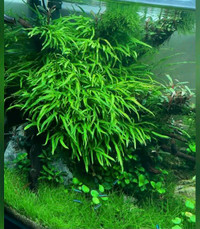 Trident java fern aquarium plants 