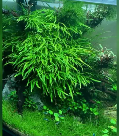 $7 per rhizome. Two for $10 Size reference in 2nd picture Pickup only Keywords; Fish, shrimp, filter...