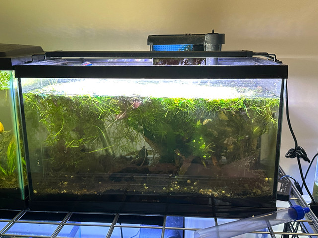Pea puffers  in Fish for Rehoming in Oshawa / Durham Region