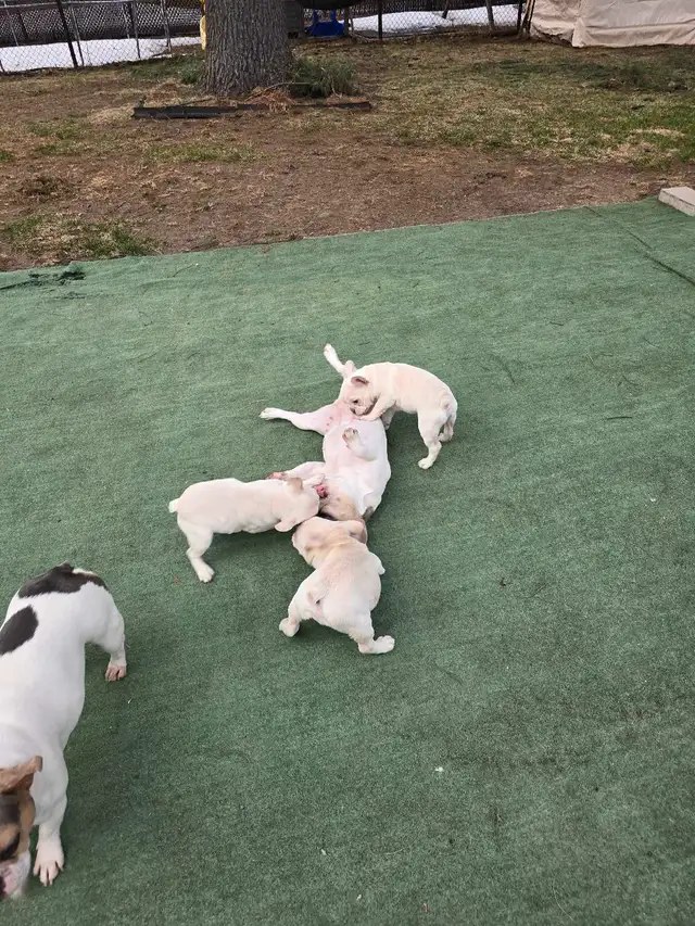 bulldog francais in Dogs & Puppies for Rehoming in Laval / North Shore - Image 10