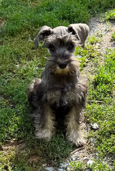 Schnauzer Nain, View more