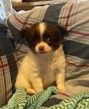 Apple head chihuahua’s. Long hair in Dogs & Puppies for Rehoming in Swift Current