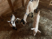 Baby male goat 