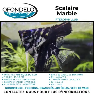 Scalaire (ange) Marbré, View more
