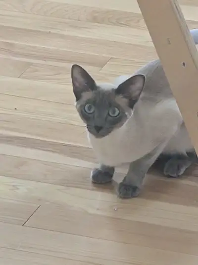 Gorgeous Female (not spayed) Siamese Cat, View more