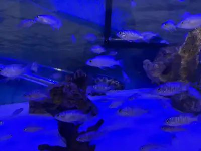 peacock cichlids, View more
