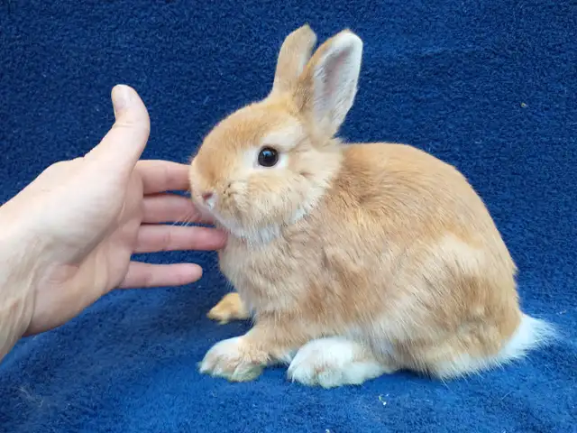 EXTRAORDINARY Netherland dwarf,Holland lop,lionhead bunny rabbit in Small Animals for Rehoming in Ottawa - Image 3