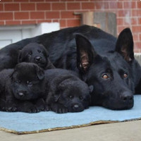 Chiots Bergers Allemands noirs/black German Shepherd puppies