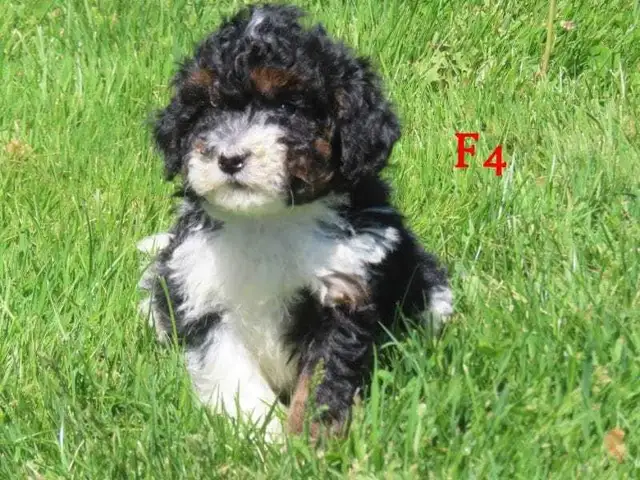 F1B Mini Bernadoodle puppies in Dogs & Puppies for Rehoming in Oakville / Halton Region - Image 2