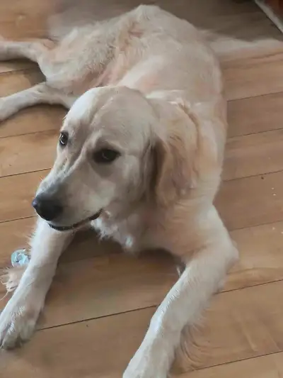 Bonjour Golden retriever de 1 et demi,habitué avec les enfants,propre très obéissante aurais juste u...