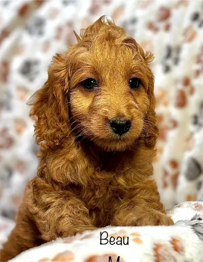 Chiots Mini COCKAPOO F1B, View more