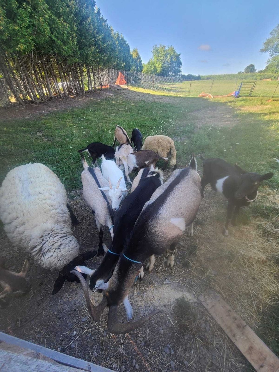 MALE GOAT FOR SALE - PURE ALPINE | Livestock | Oakville / Halton Region ...