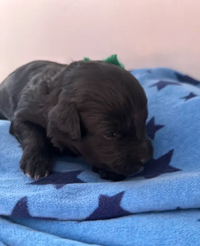 Miniature Whoodle puppies in Dogs & Puppies for Rehoming in Sudbury - Image 6
