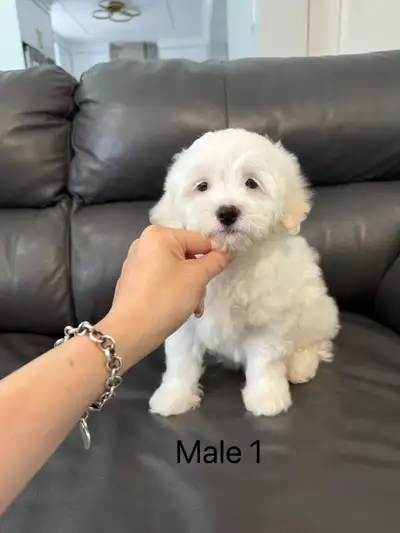I have 1 female and 2 males puppies are looking for a loving home.Non shedding and hypoallergic. The...