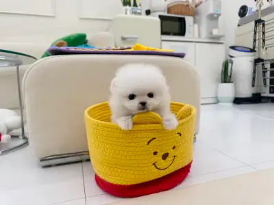 Maltipoo, Poodle, Pomeranian and Maltese, View more