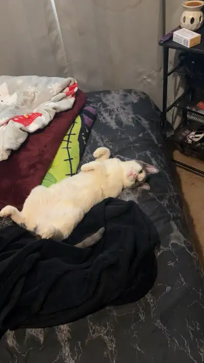 1.5 year old kitty , View more