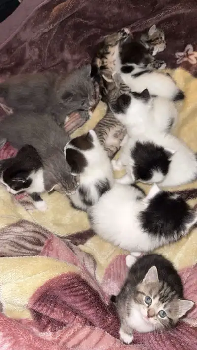 Adorable Kittens Looking for Loving Homes, View more