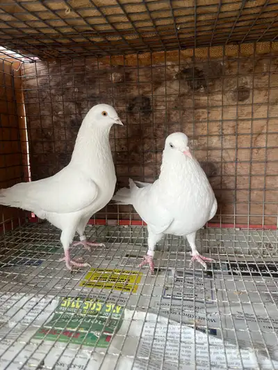 pigeons for sale, View more