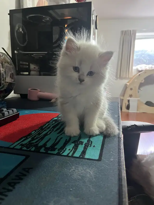 Rare Ragdoll Kitten
