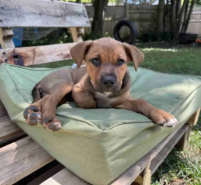 Rottweiler mix puppies in Dogs & Puppies for Rehoming in Oakville / Halton Region - Image 2