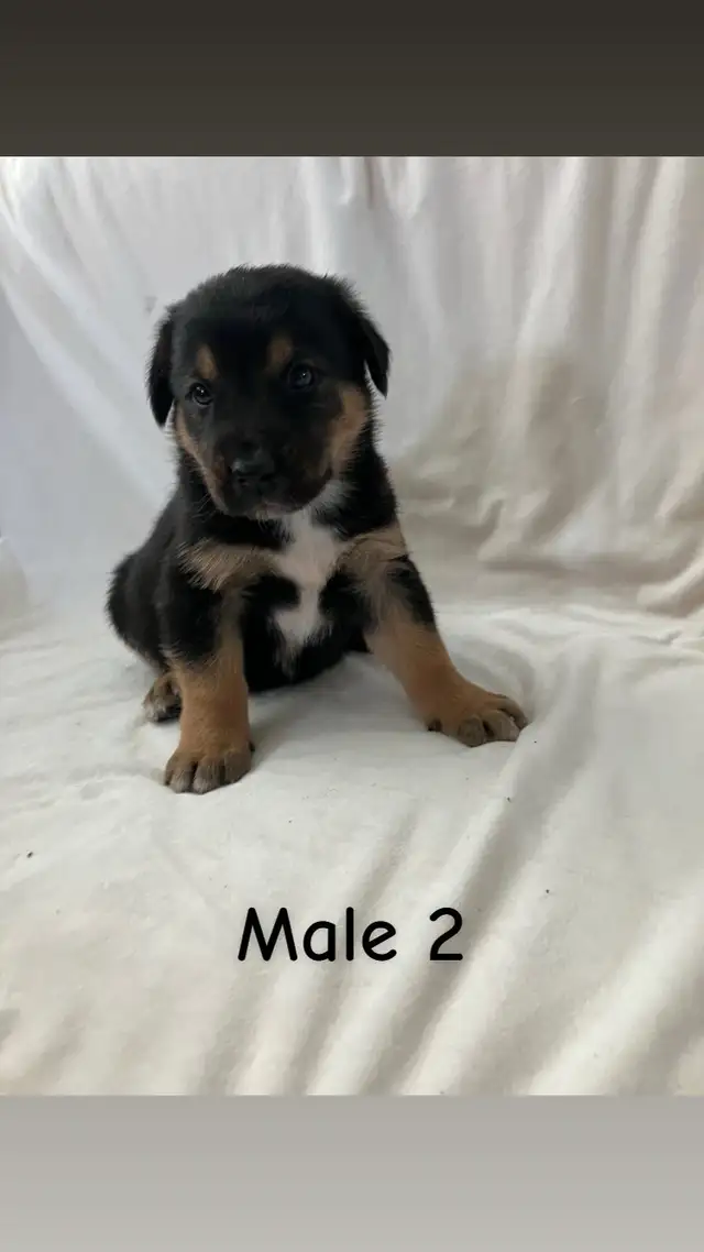 READY TO GO! Rottweiler x Lab puppies in Dogs & Puppies for Rehoming in Hamilton - Image 3