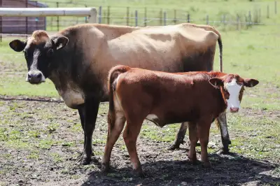 This Simmental/angus cross heifer calf was born mid April and will be ready to go in a few weeks onc...