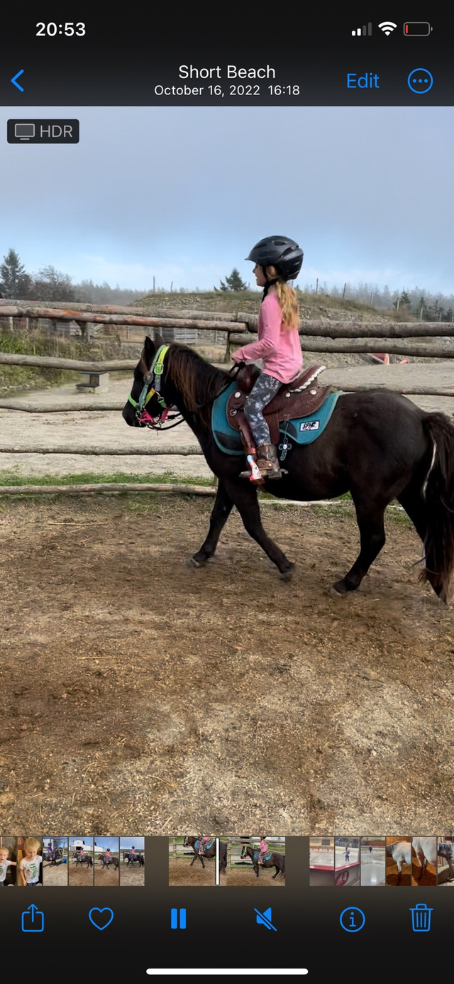 4 year old gelding pony  in Horses & Ponies for Rehoming in Yarmouth