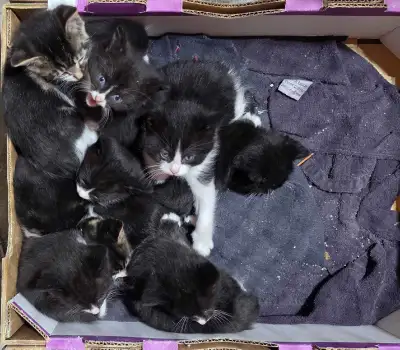 kittens soon to be ready for furever homes, View more