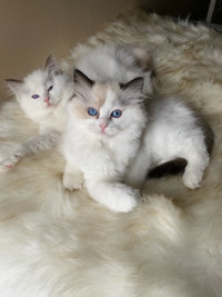 Registered female Ragdoll kittens 