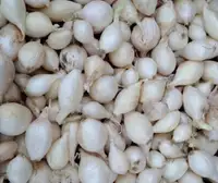 White Onion Sets (Snowball)