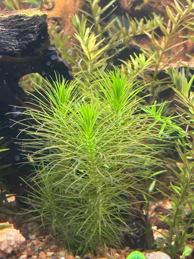 Large collection of aquarium plants for sale 10 cuttings for $5 Ludwigia spred Alternanthera reineck...