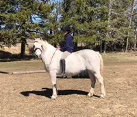 **SOLD** 2014 13.3hh Pony Mare 