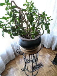 Jade Plant with Clay Pot and Metal Stand