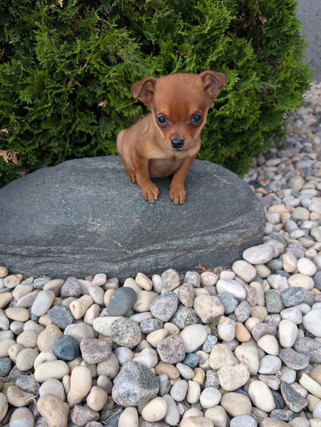 Pomeranian x miniature pinscher in Dogs & Puppies for Rehoming in Winnipeg - Image 4